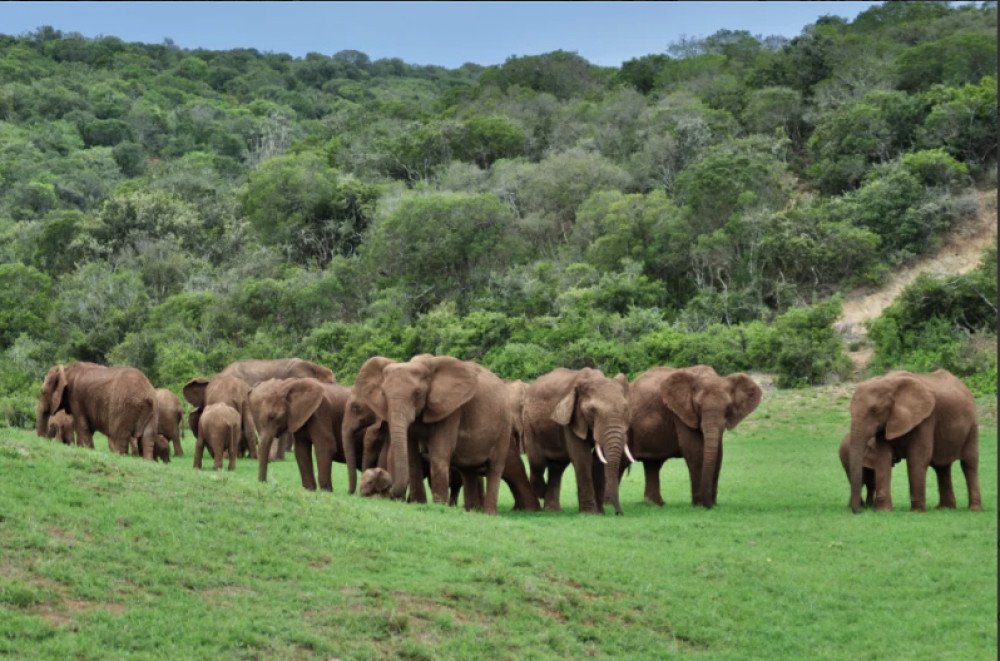 Addo Elephant National Park Safari from Port Elizabeth Harbor