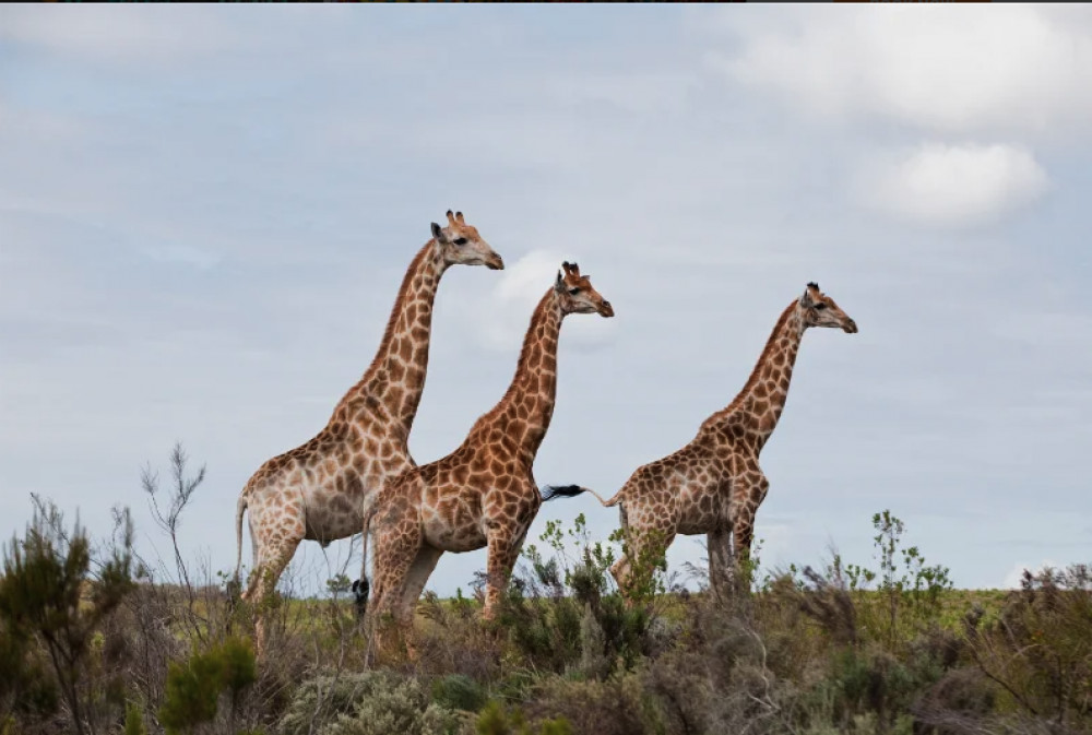 Giraffe Walk and Addo Park Safari from Port Elizabeth