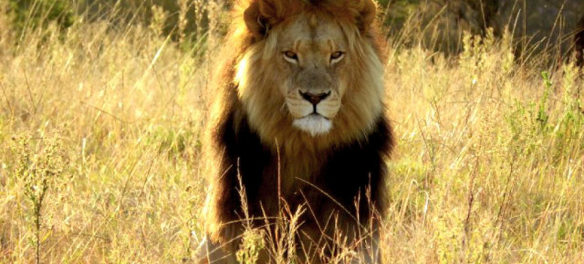 Private Transfer: 4 Day Meander The Garden Route Tour