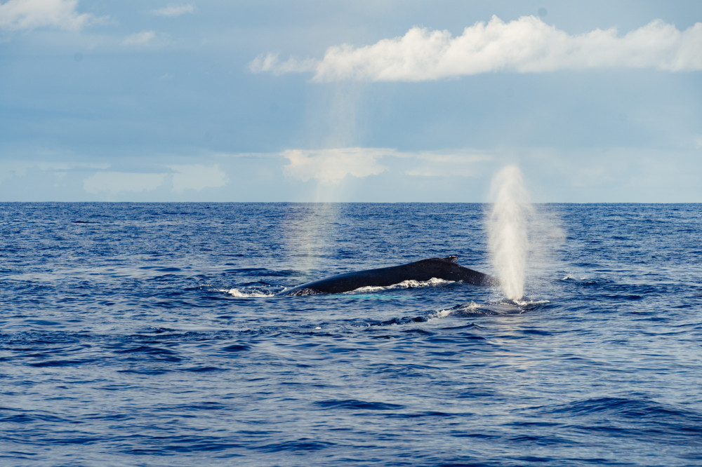 Whale Watching Tour in Waikiki