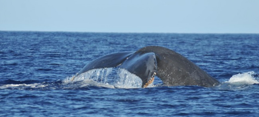 Whale Watching Tour in Waikiki