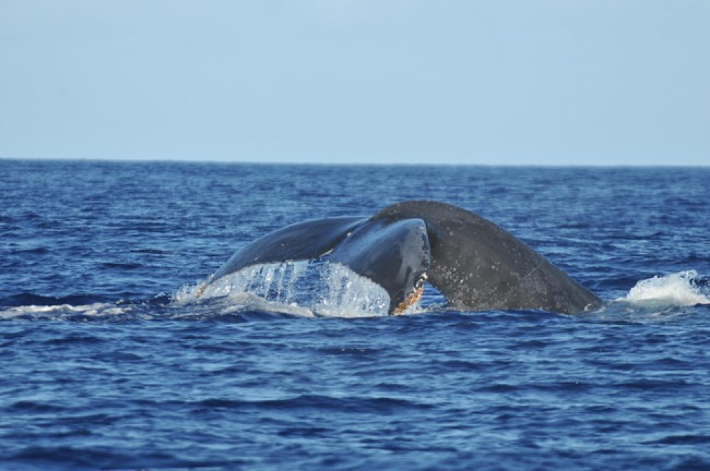 Iruka Hawaii Dolphin - O'ahu