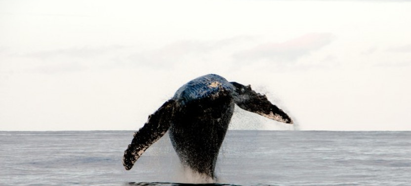 Whale Watching Tour in Waikiki