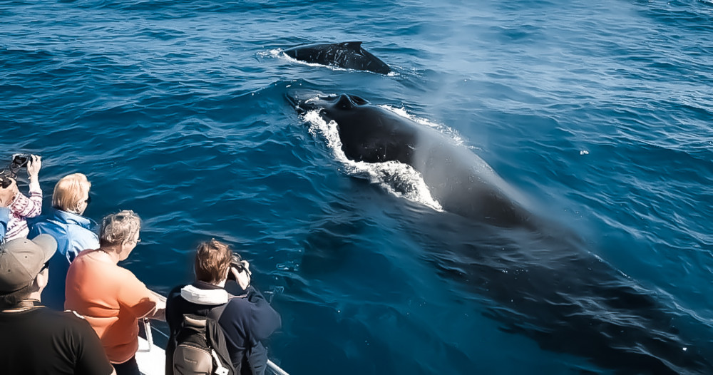 Iruka Hawaii Dolphin - O'ahu