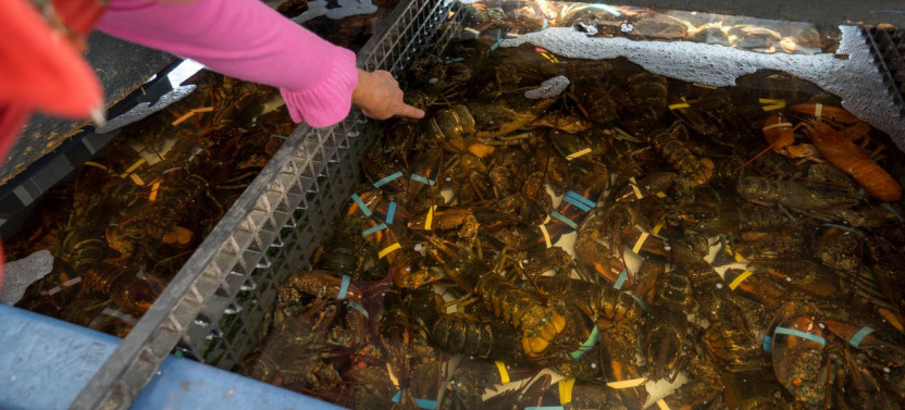 Secrets of the Seaport: Boston’s Seafood Story Walk