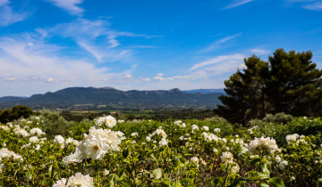 A picture of Two Day Intensive Provence, Cassis & Mt Sainte Victoire Wine Experience