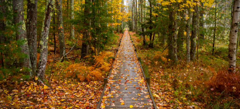 Acadia National Park & Bar Harbor Self-Guided Driving & Walking Tour Bundle