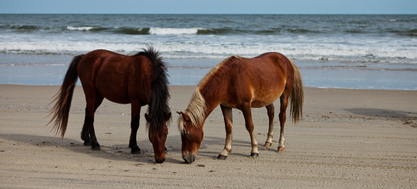 Cape Hatteras National Seashore Self-Guided Driving Audio Tour
