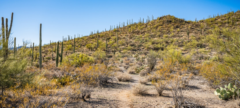 Saguaro National Park Self-Guided Driving Audio Tour