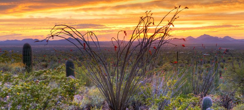 Saguaro National Park and Mt. Lemmon Self-Guided Tour Bundle