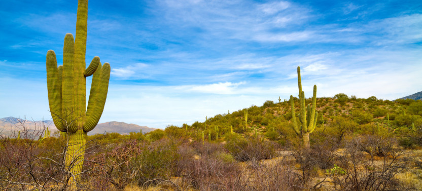 Saguaro National Park and Mt. Lemmon Self-Guided Tour Bundle