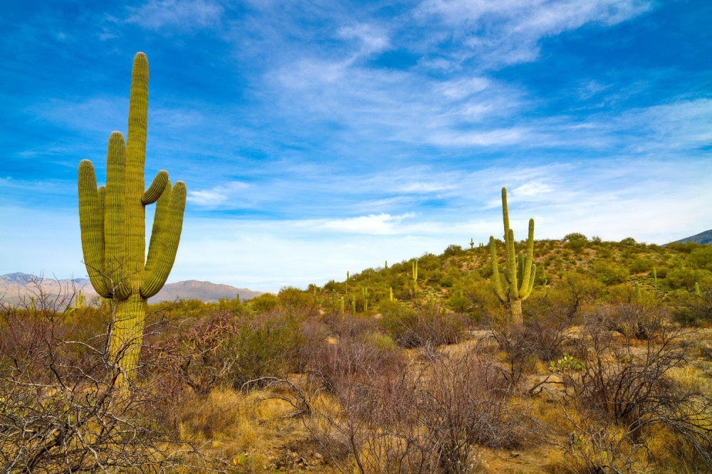 Saguaro National Park and Mt. Lemmon Self-Guided Tour Bundle