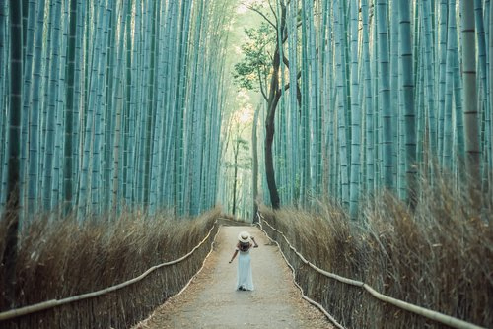 Private Photography Session with a Professional Photographer in Kyoto