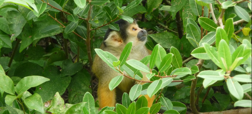 Fascinating Amazonia - 5 Day Journey