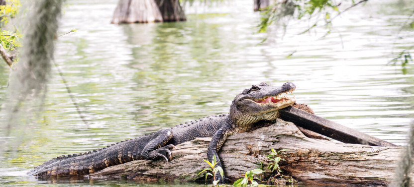 Go City | New Orleans All-Inclusive Pass: Entry to 25+ Attractions