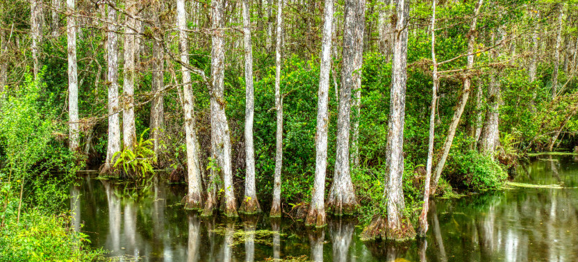 Big Cypress National Preserve Self-Guided Driving Tour