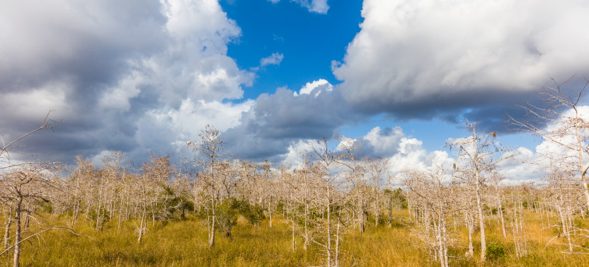 Big Cypress National Preserve Self-Guided Driving Tour