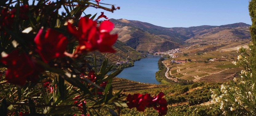 Douro Valley Wine Lovers Three-Winery Experience w. Tastings & Lunch