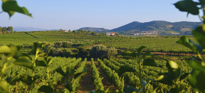 Douro Valley Wine Lovers Three-Winery Experience w. Tastings & Lunch