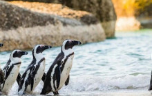 shine the way tours9