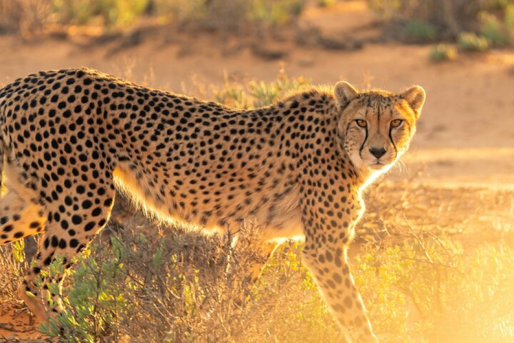 Bo-kaap, Cheetah Outreach Firgrove & Stellenbosch Wine Tasting