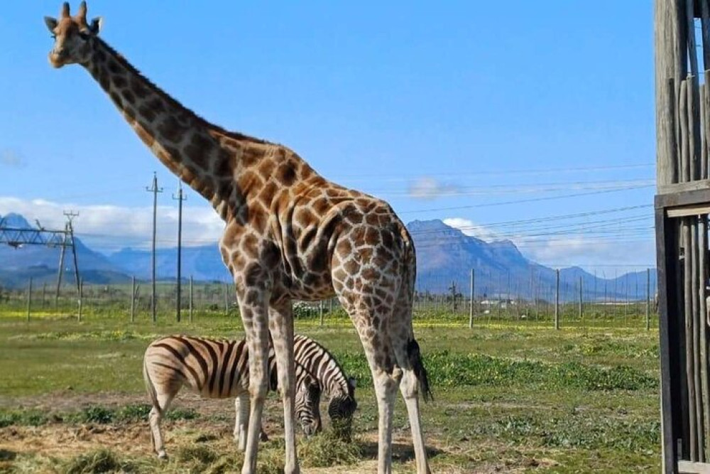 Cape Town Giraffe House, Cheetah Encounter And Wine Tasting Tour.