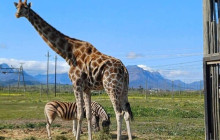 shine the way tours1