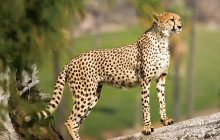 shine the way tours4