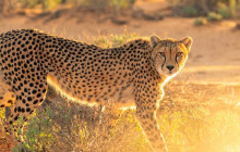 shine the way tours5