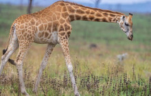 shine the way tours6