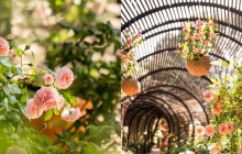 shine the way tours12