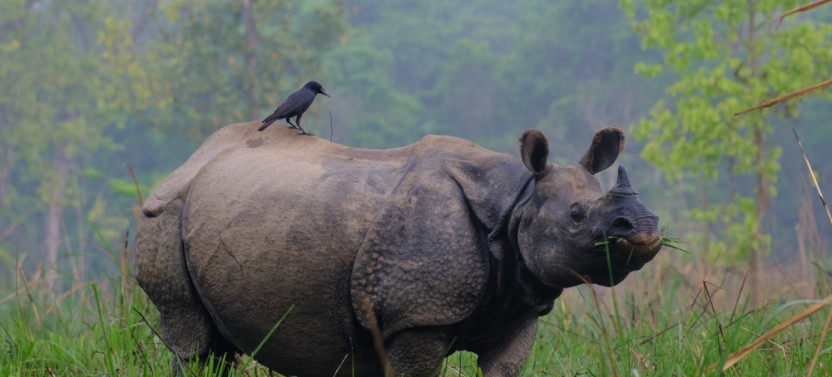 Chitwan: One day Jeep Safari, Canoeing, Forest walk