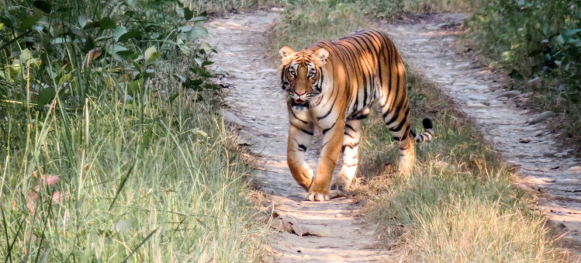Chitwan: One day Jeep Safari, Canoeing, Forest walk