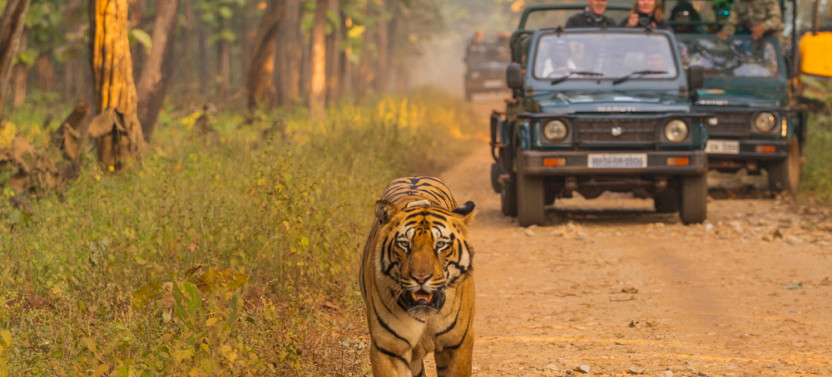 Chitwan: One day Jeep Safari, Canoeing, Forest walk