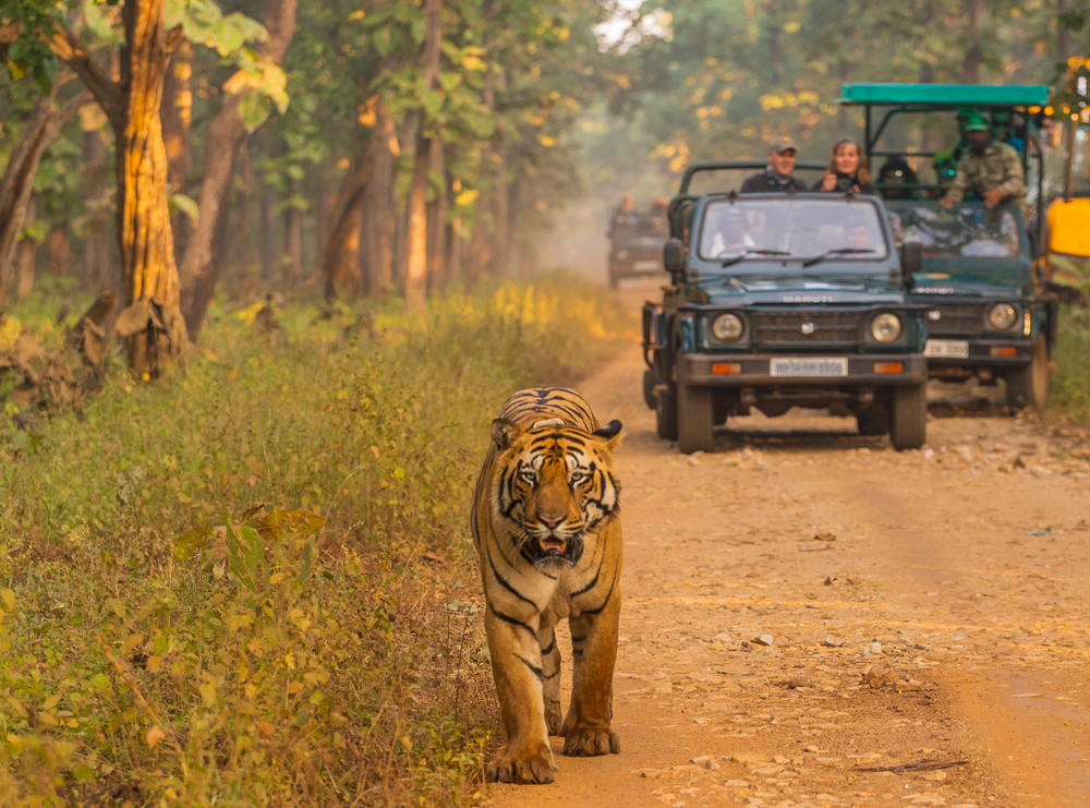 Chitwan: One day Jeep Safari, Canoeing, Forest walk