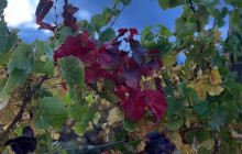 Kiwi Adventures Tour & Travel8