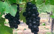 Kiwi Adventures Tour & Travel10