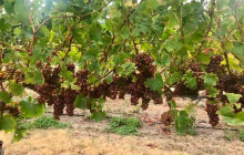 Kiwi Adventures Tour & Travel11