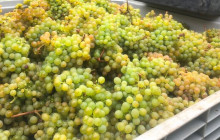 Kiwi Adventures Tour & Travel12