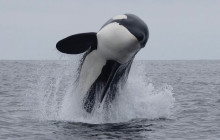 Kiwi Adventures Tour & Travel1