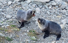 Kiwi Adventures Tour & Travel5