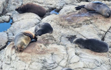 Kiwi Adventures Tour & Travel6