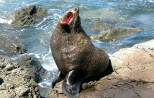 Kiwi Adventures Tour & Travel9