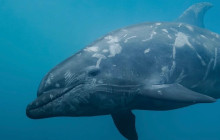 Kiwi Adventures Tour & Travel10