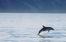 Kiwi Adventures Tour & Travel11