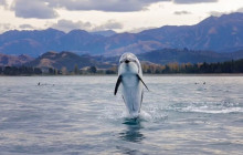 Kiwi Adventures Tour & Travel12