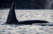 Kiwi Adventures Tour & Travel13