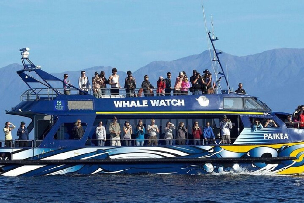 Private Kaikoura Whale Watching Day Trip From Christchurch