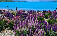 Kiwi Adventures Tour & Travel16