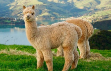 Kiwi Adventures Tour & Travel1